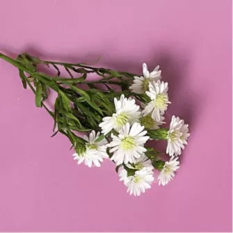 Chamomile