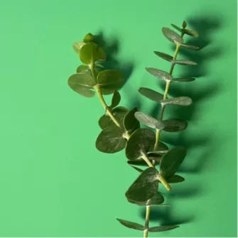Eucalyptus essential oil